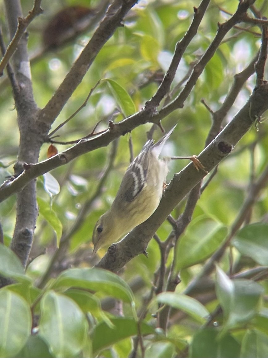 Blackpoll Warbler - ML610373457