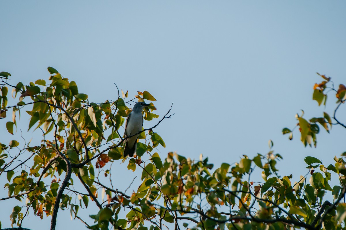 White-breasted Cuckooshrike - Dominic More O’Ferrall