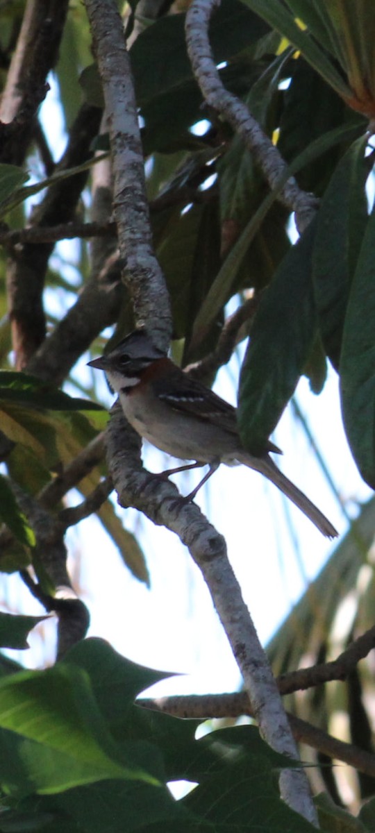 Rufous-collared Sparrow - ML610373668