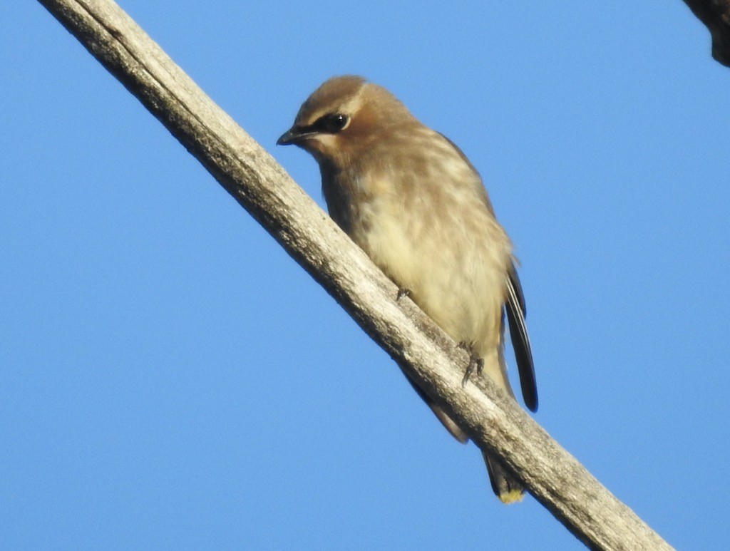 Cedar Waxwing - ML610373744