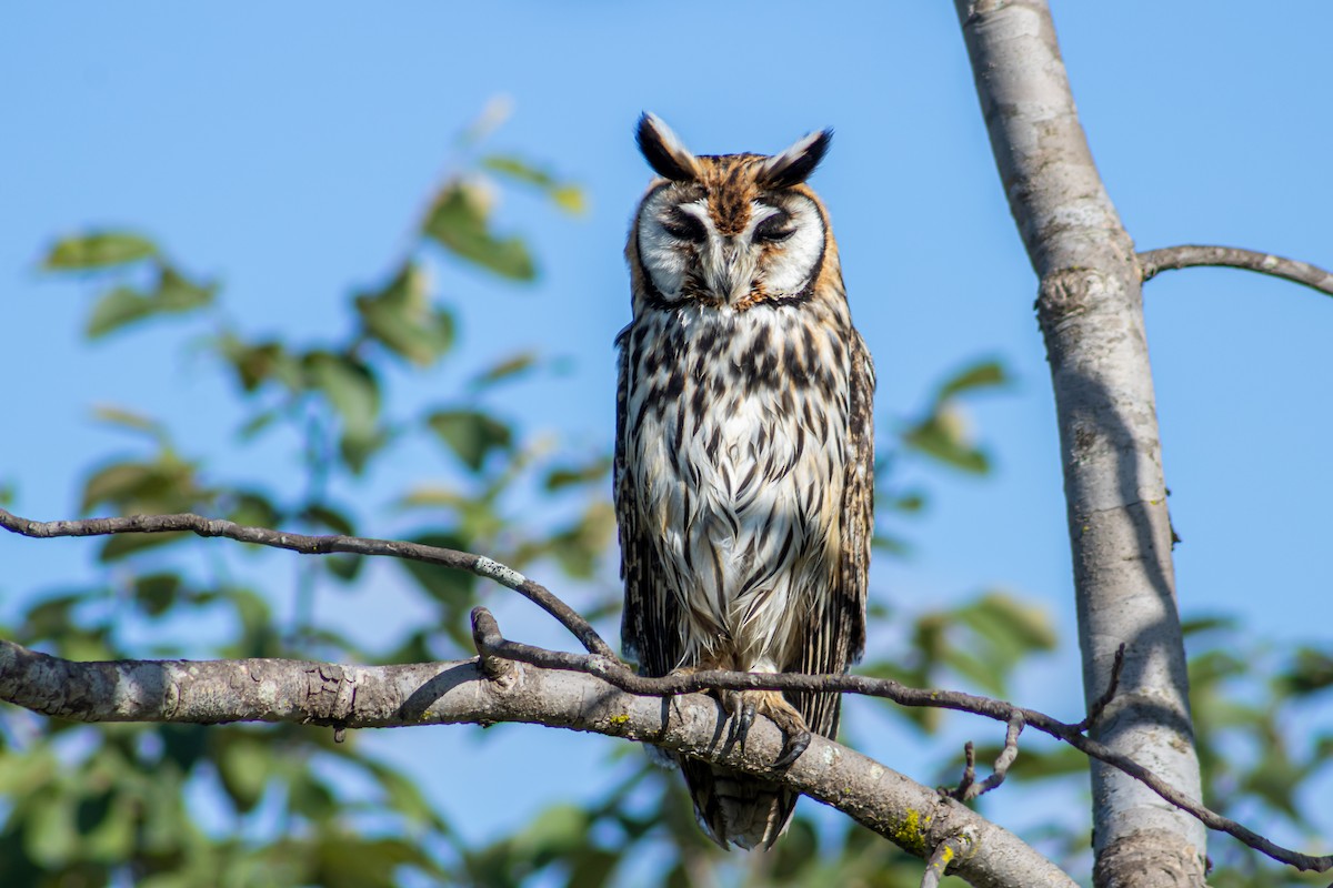 Striped Owl - Francisco Valdevino Bezerra Neto