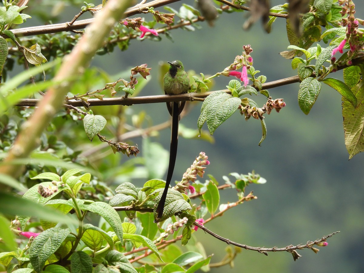 Black-tailed Trainbearer - Daniel  Suarez