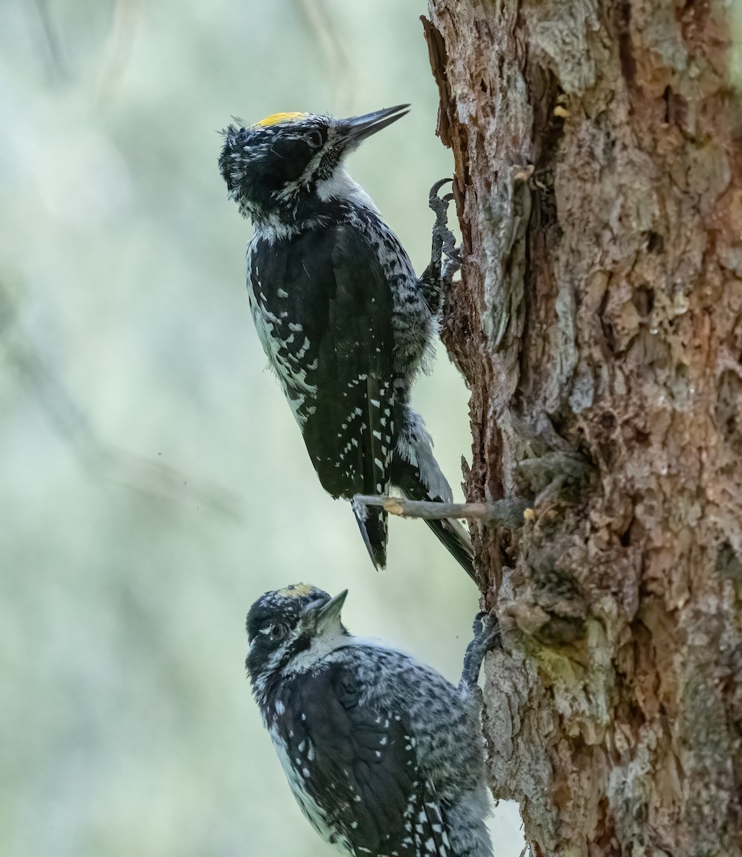 American Three-toed Woodpecker - Robert Shull