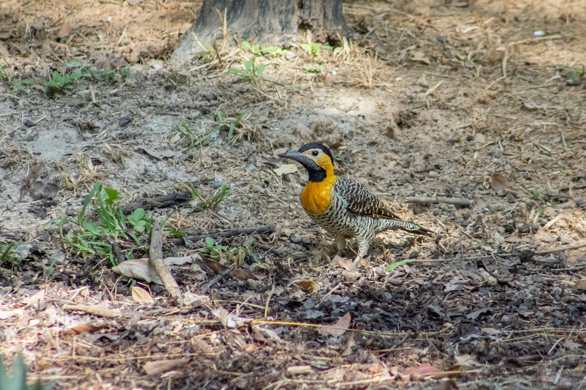 Campo Flicker - Francisco Valdevino Bezerra Neto