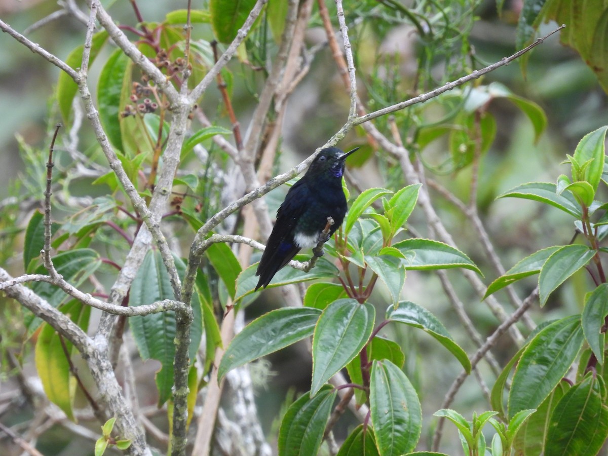 Black-breasted Puffleg - ML610373806