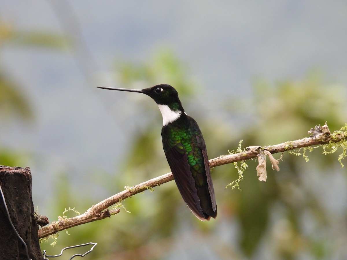 Inca Acollarado - ML610373826