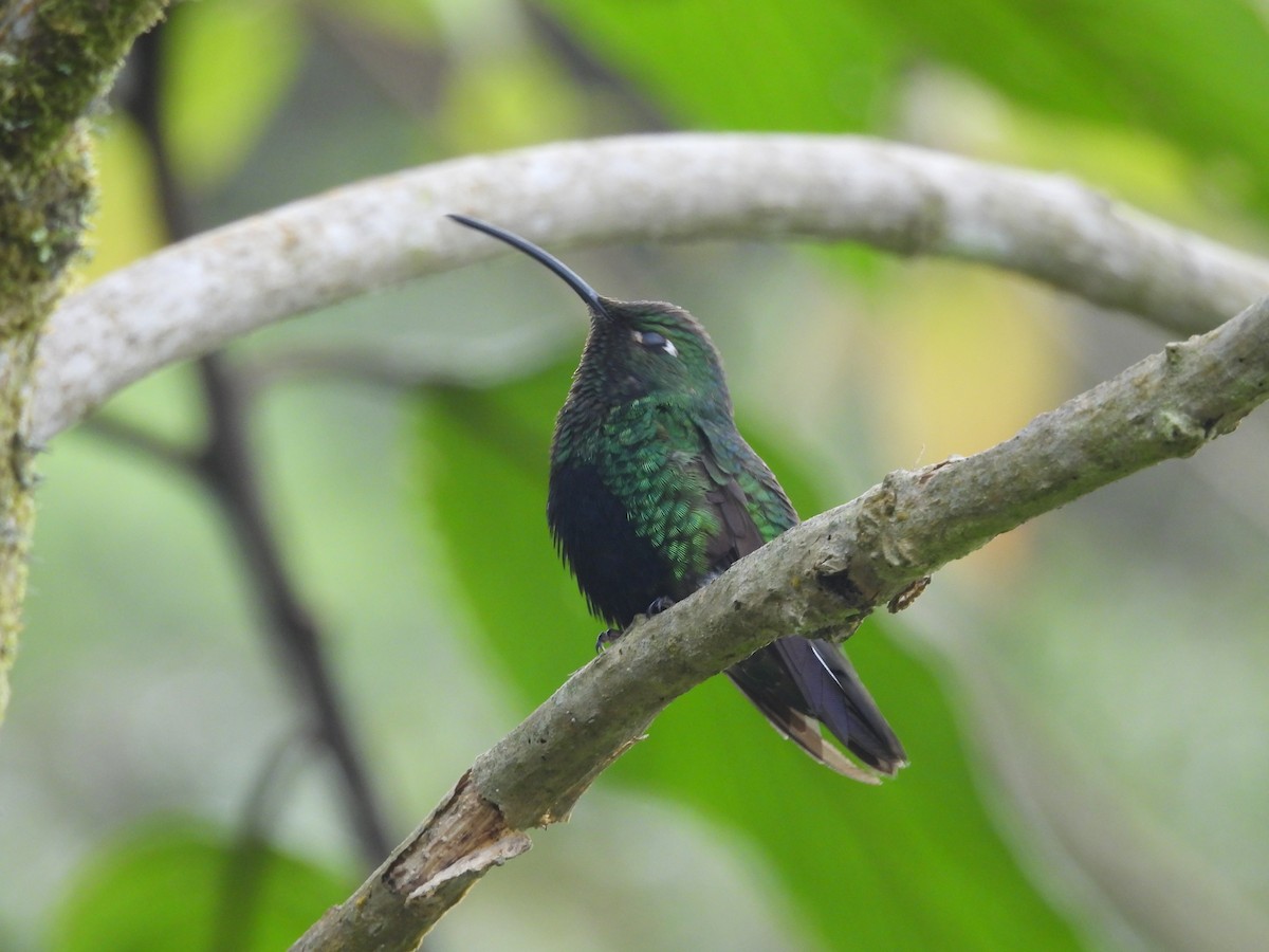 fløyelsbrystkolibri - ML610373857