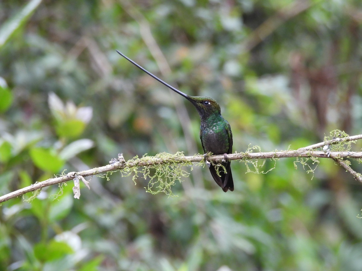 Colibrí Picoespada - ML610373875