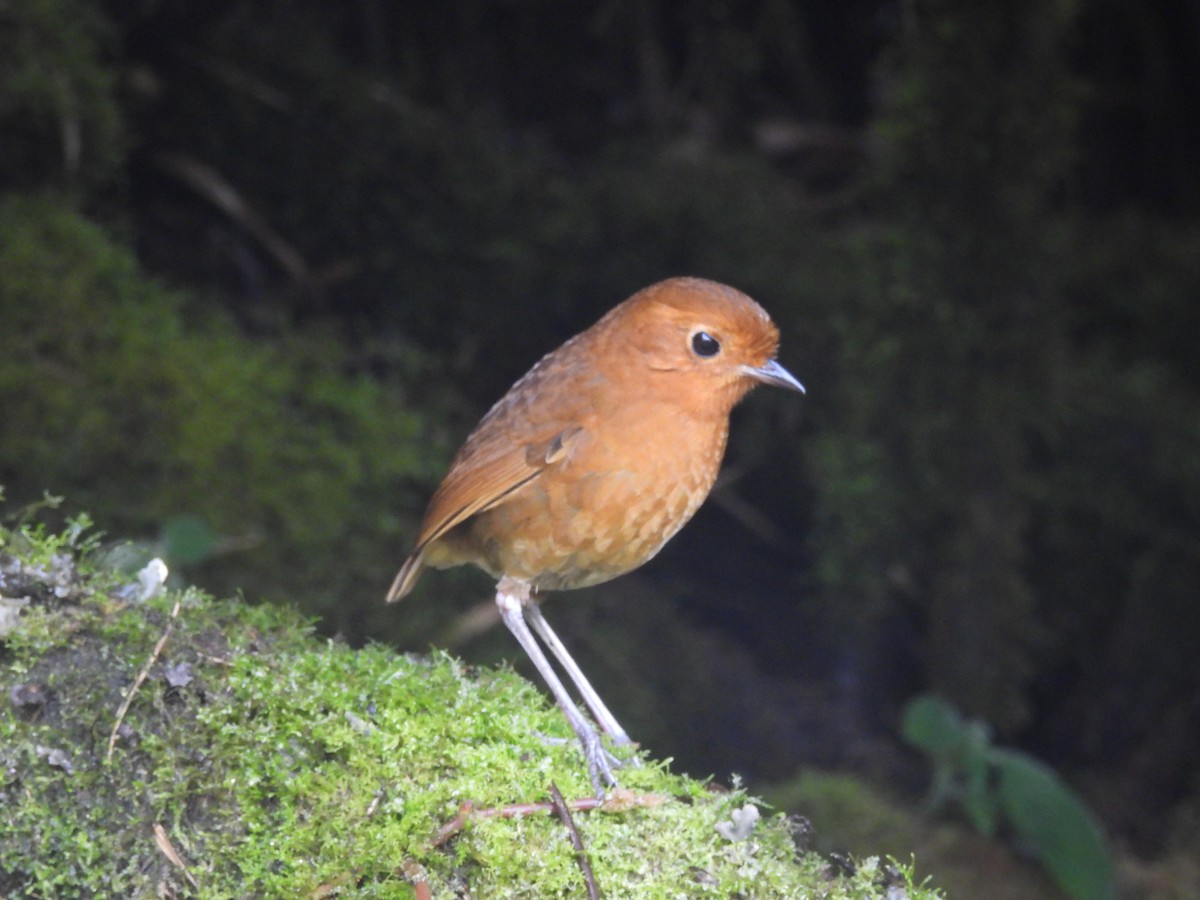 Equatorial Antpitta - ML610373893