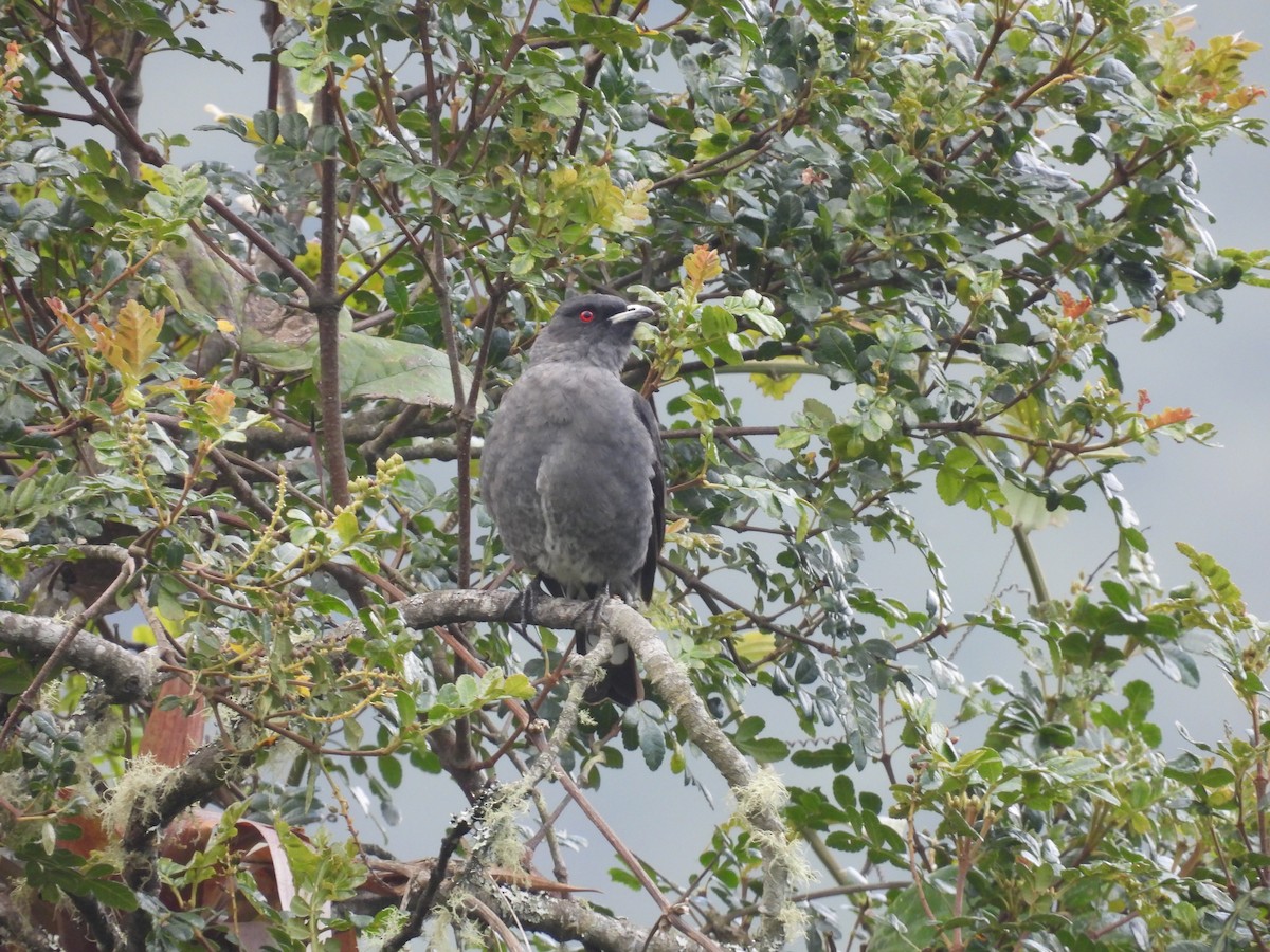 Cotinga Crestirrojo - ML610373913