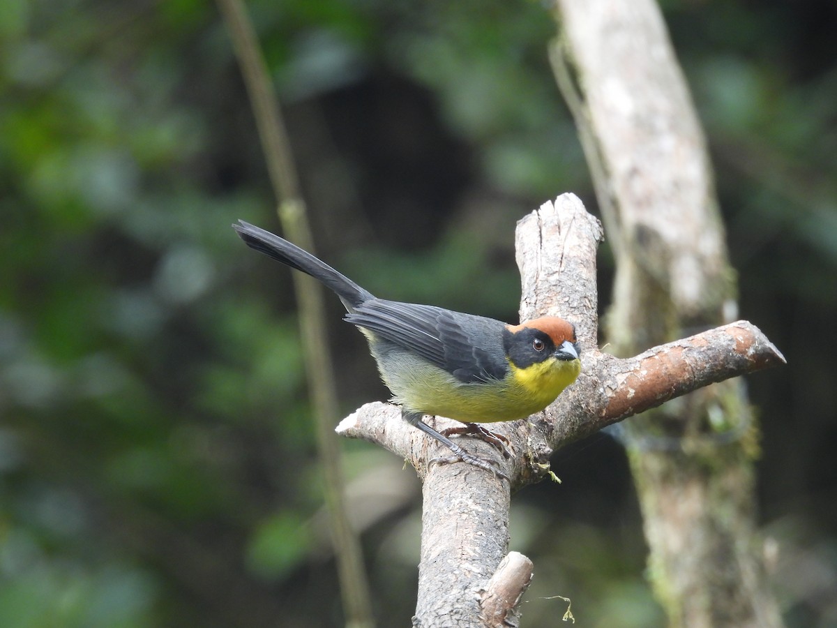 Yellow-breasted Brushfinch - ML610373934