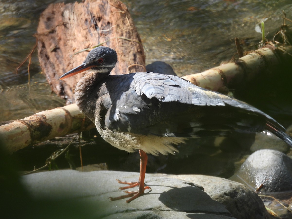 Sunbittern - ML610374026