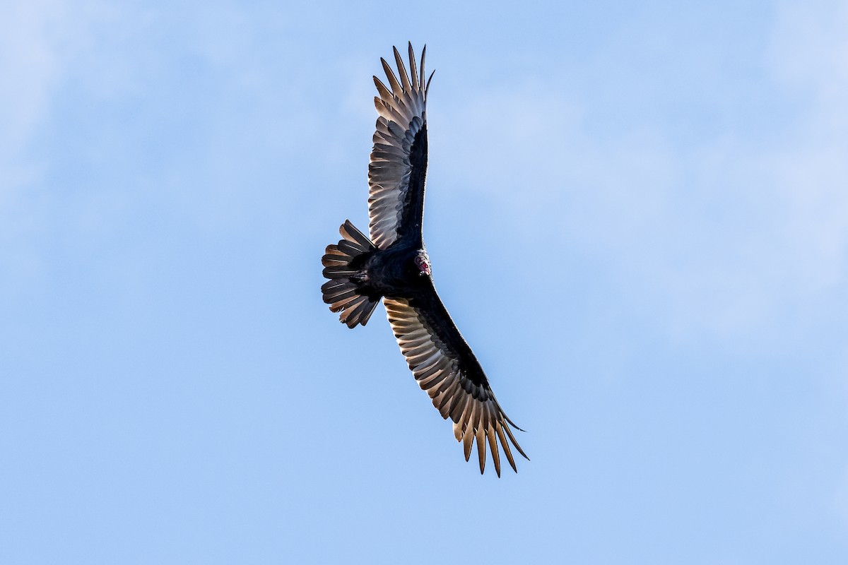 Turkey Vulture - ML610374172