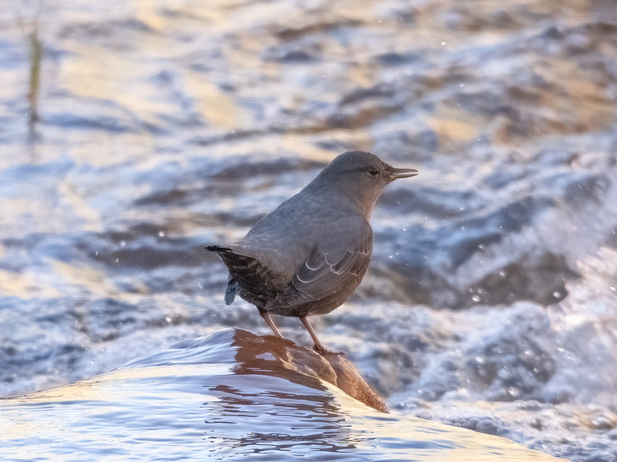 American Dipper - ML610374191