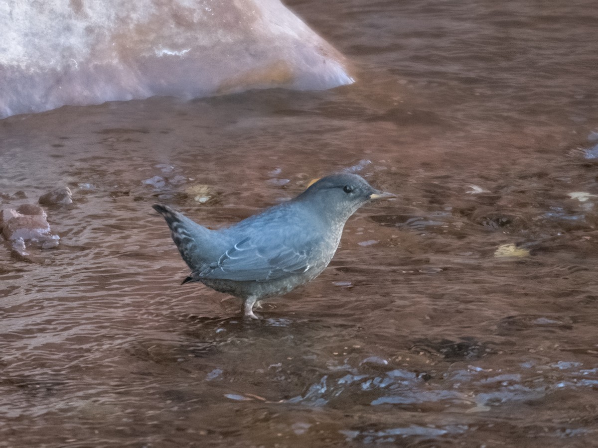 American Dipper - ML610374193