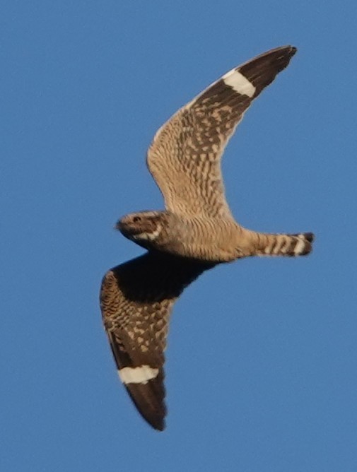 Lesser Nighthawk - ML610374228