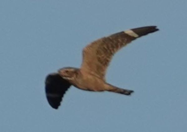 Lesser Nighthawk - ML610374249