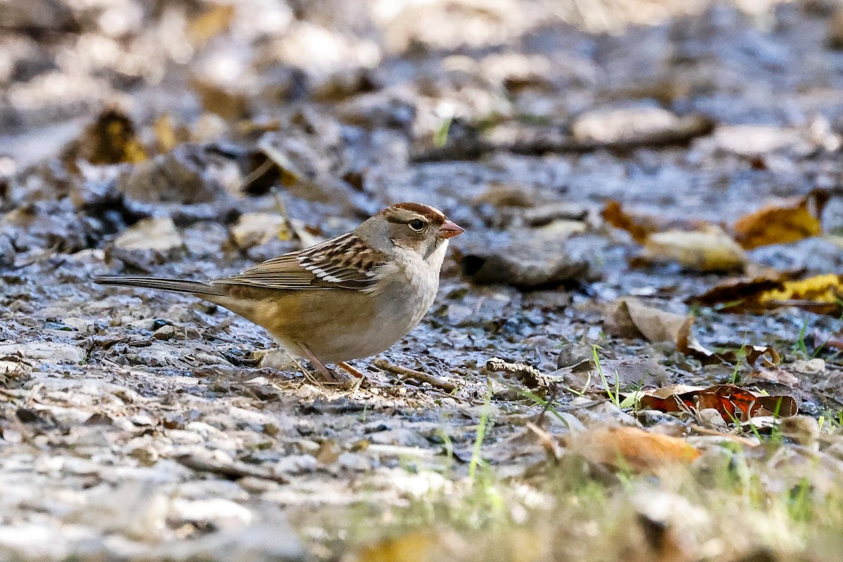 White-crowned Sparrow - ML610374290