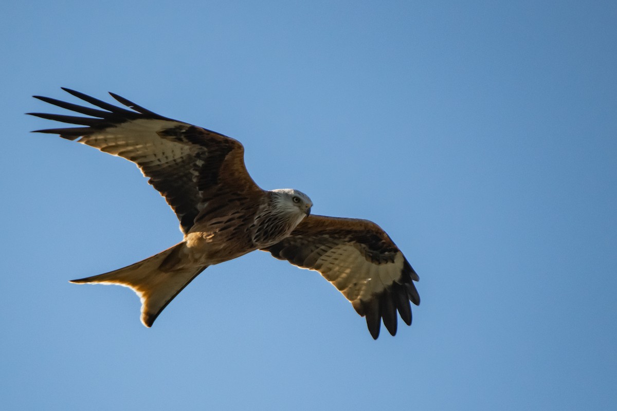 Red Kite - ML610374336