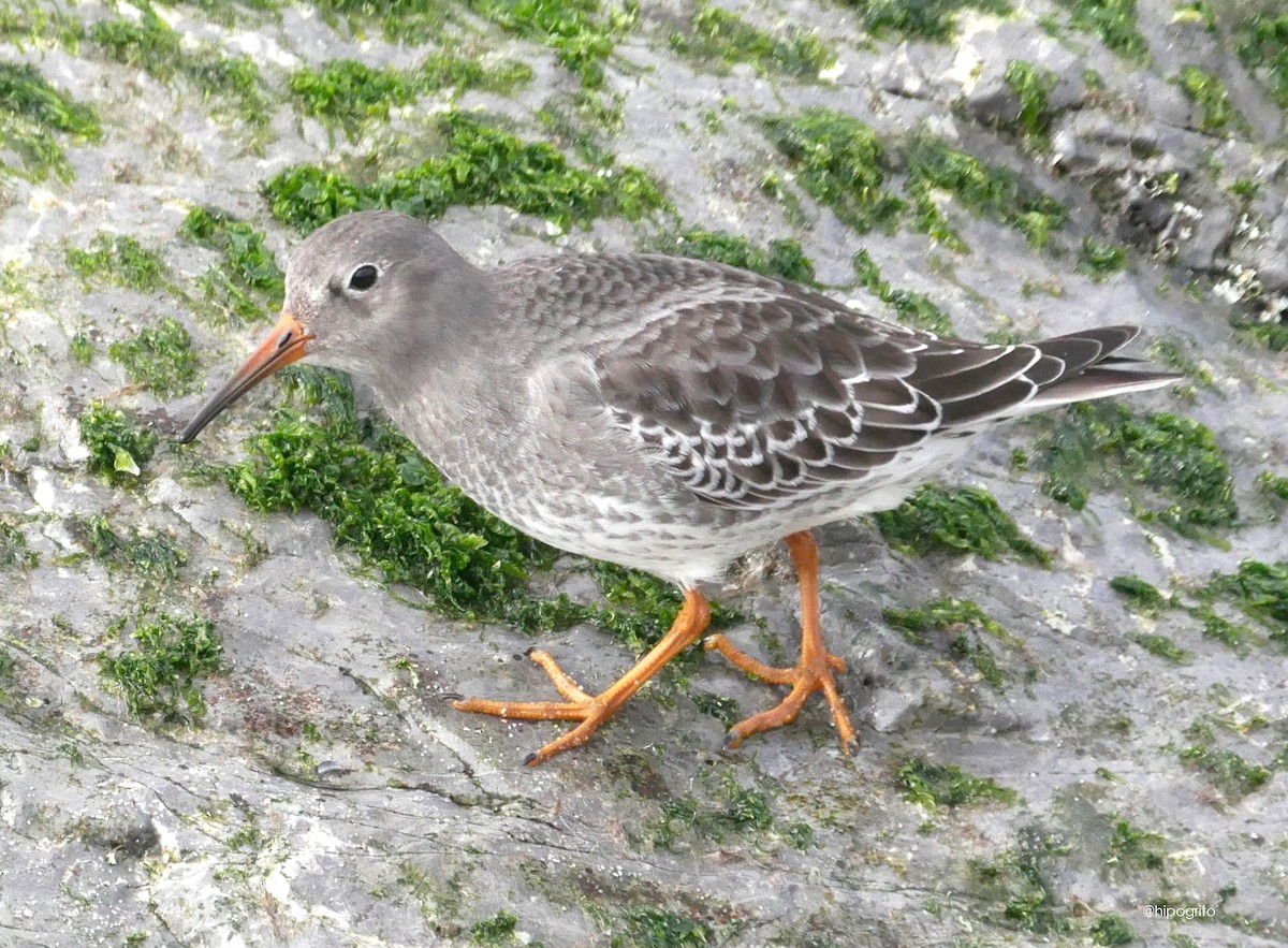 Purple Sandpiper - ML610374368