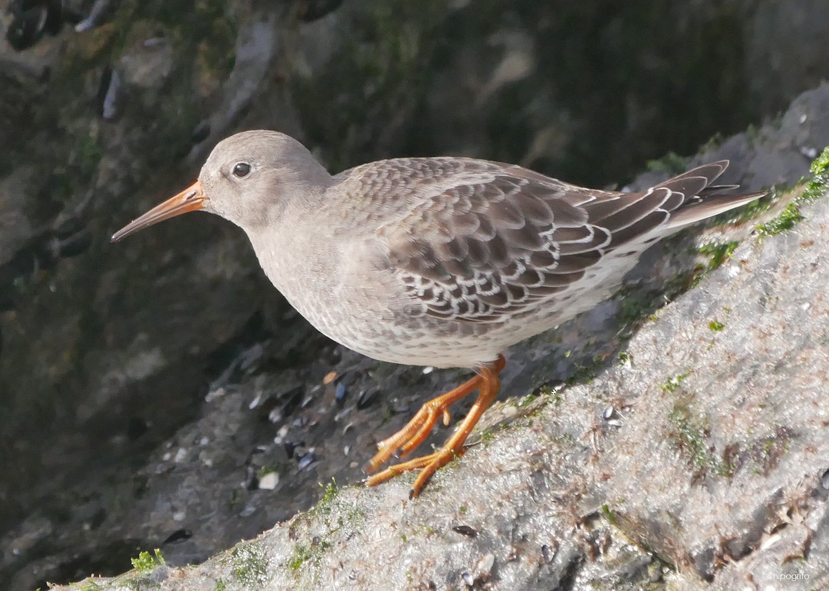 Purple Sandpiper - ML610374369