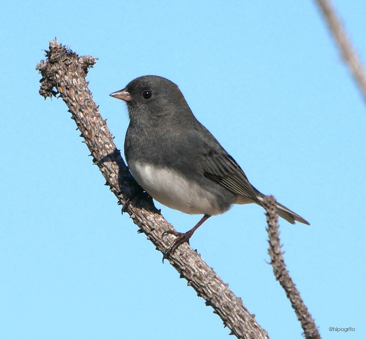 Junco ardoisé - ML610374406