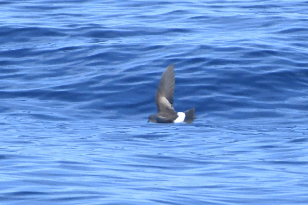 Wilson's Storm-Petrel - Gabriel Hasan