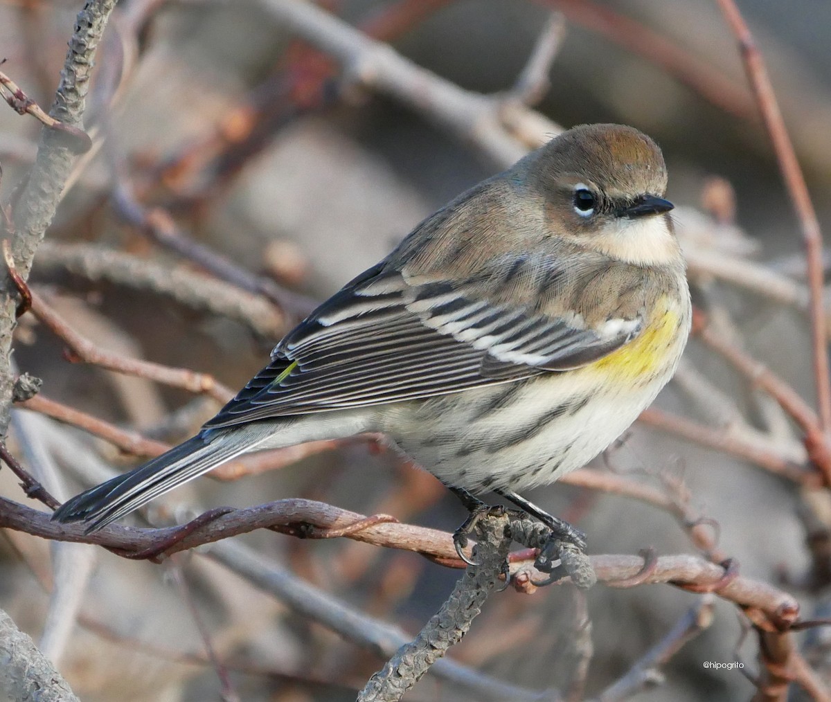 Yellow-rumped Warbler - ML610374547