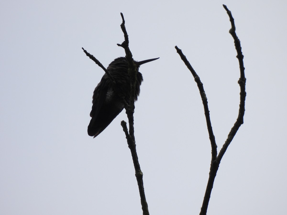 Fiery-tailed Awlbill - Iza Alencar