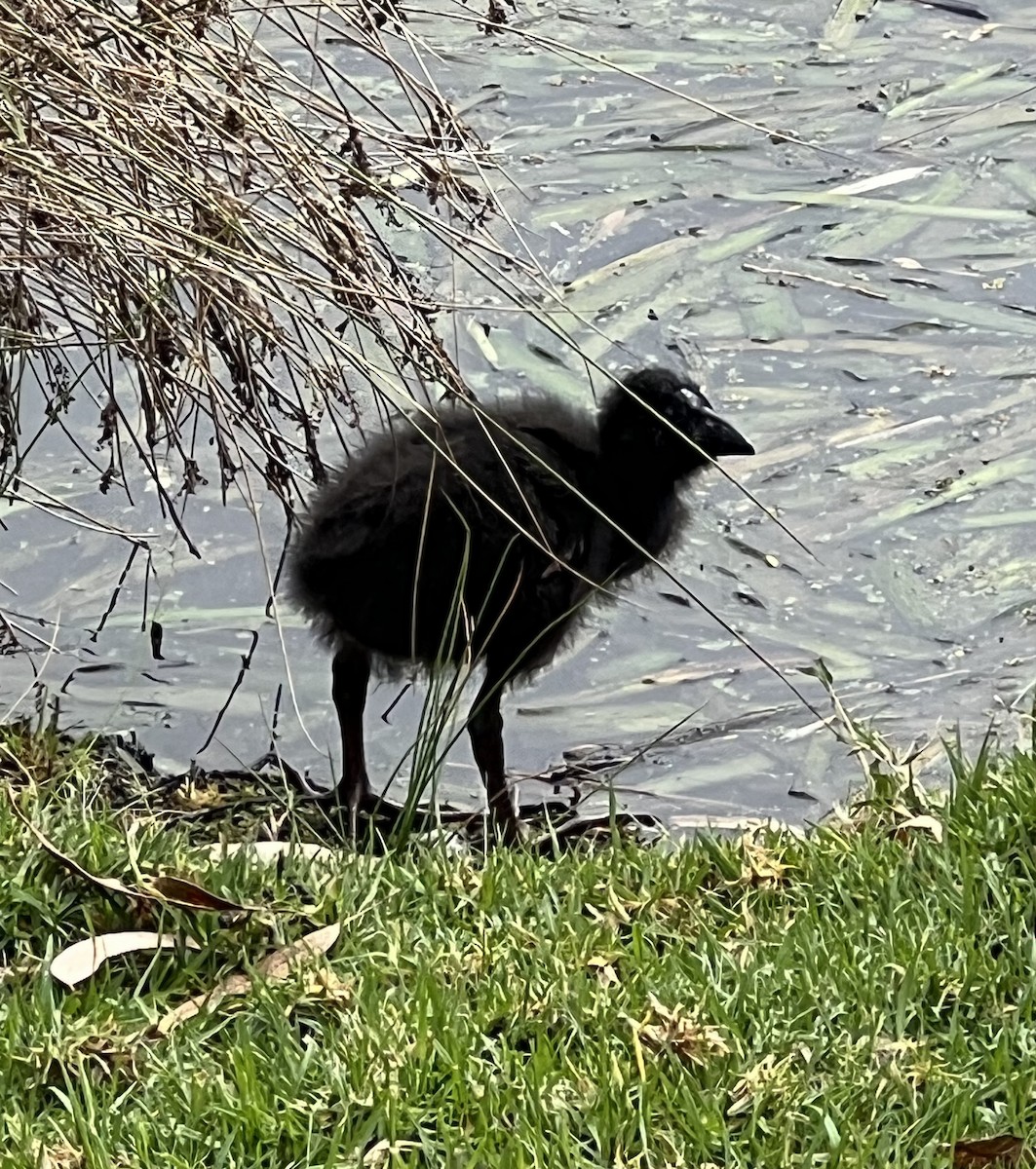 Australasian Swamphen - Richard and Margaret Alcorn