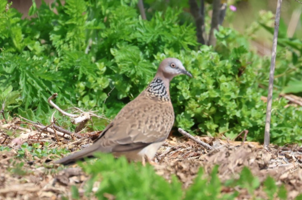 Spotted Dove - ML610374762