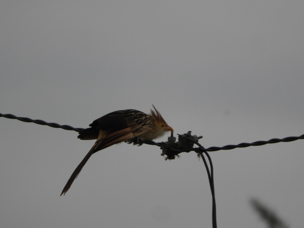 Guira Cuckoo - ML610374772