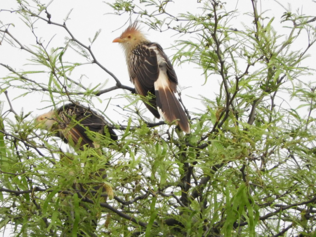 Guira Cuckoo - ML610374773