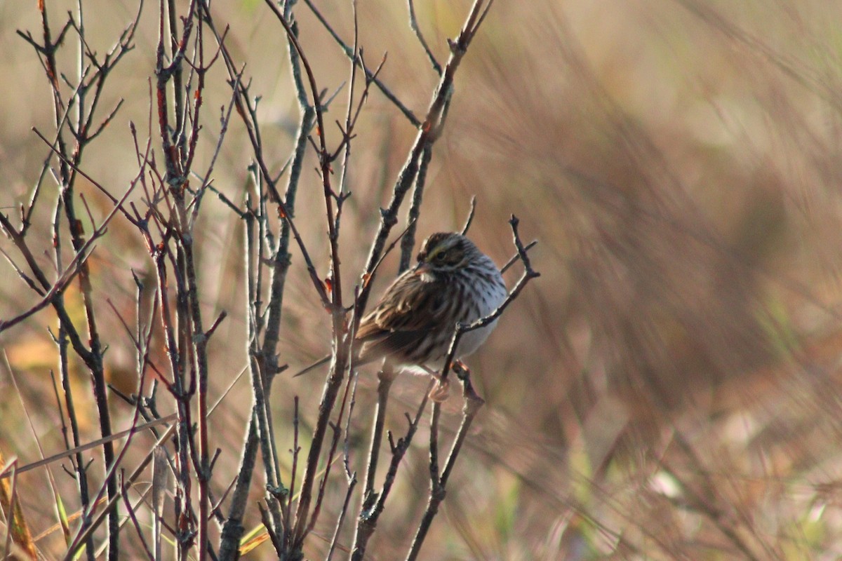 Savannah Sparrow - James Teitgen