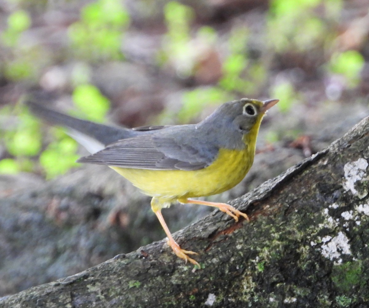 Canada Warbler - ML610374855