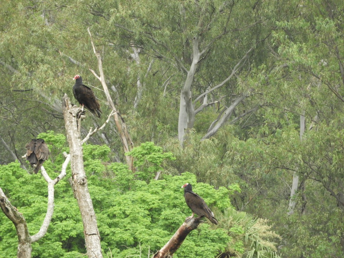 Turkey Vulture - ML610374913