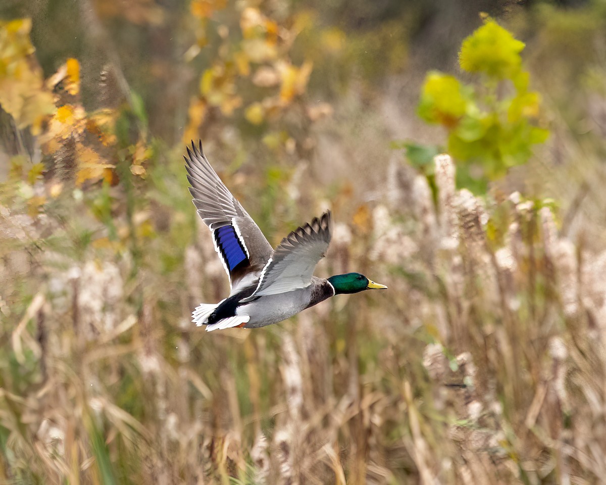 Mallard - ML610374929