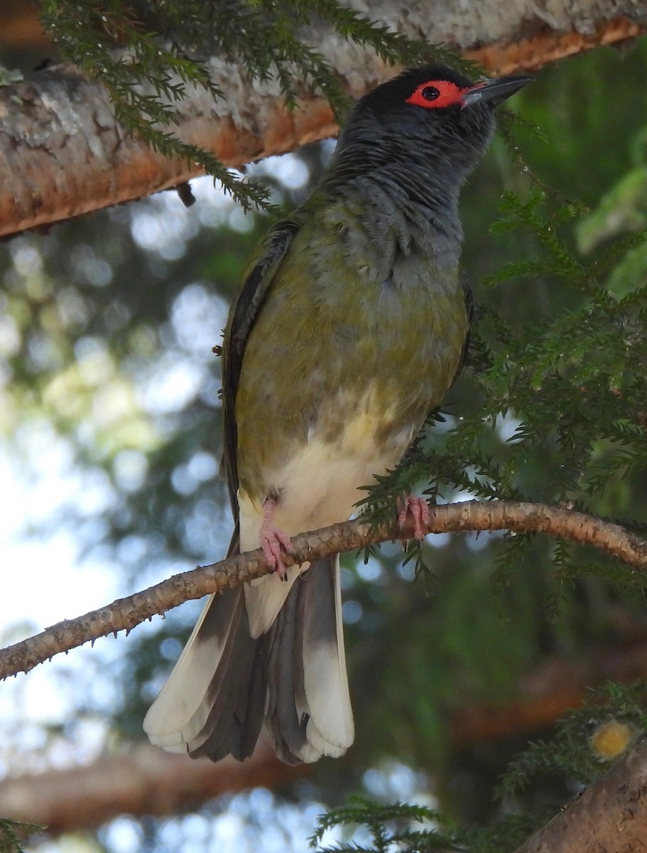Australasian Figbird - ML610375001