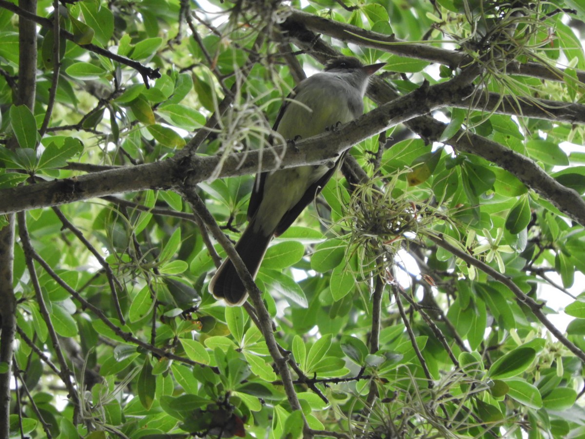 Swainson's Flycatcher - Silvia Enggist