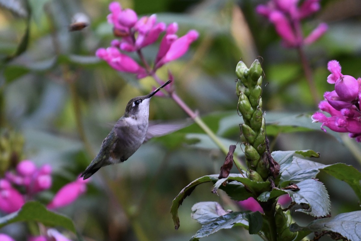 Colibrí Gorjirrubí - ML610375026