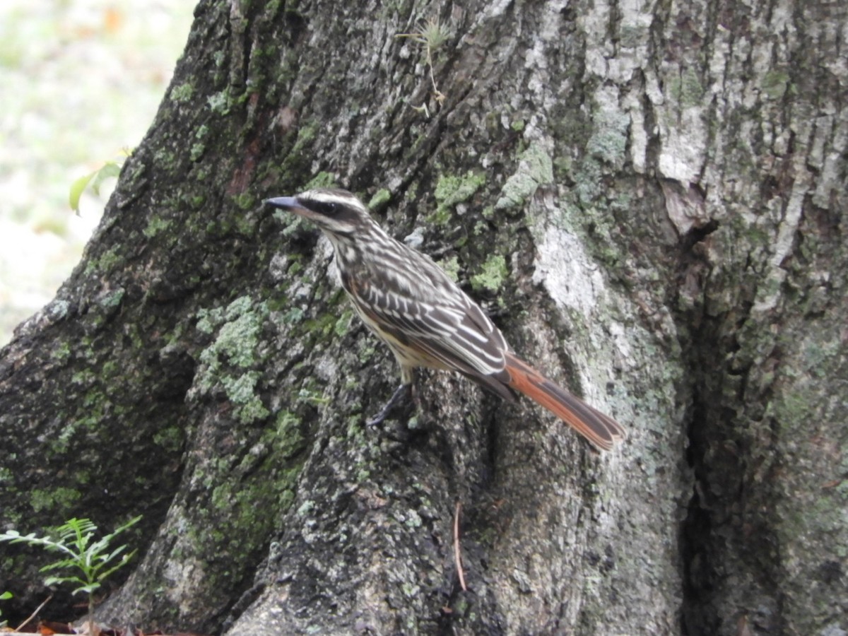 Streaked Flycatcher - ML610375036