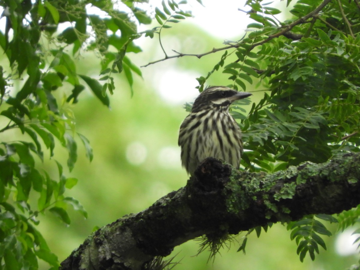 Streaked Flycatcher - ML610375096