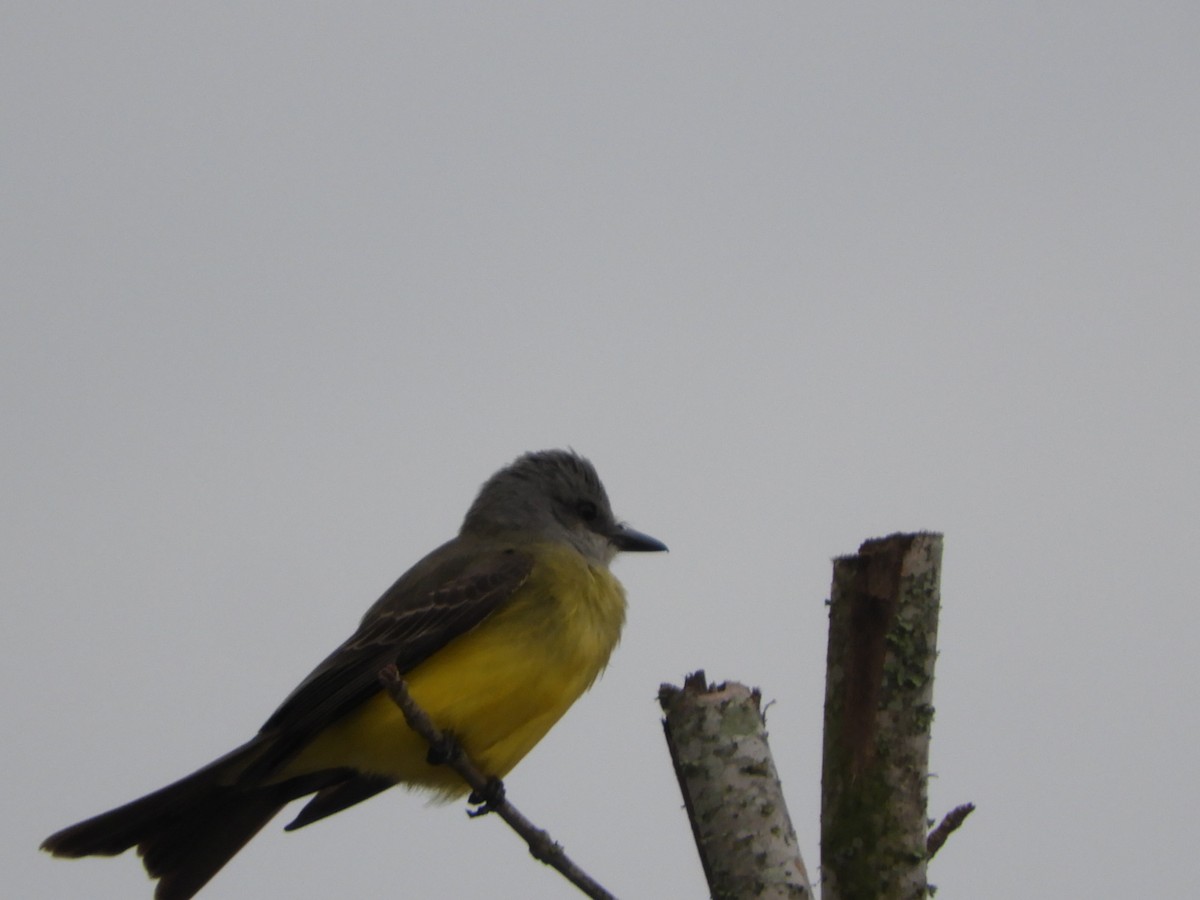 Tropical Kingbird - Silvia Enggist