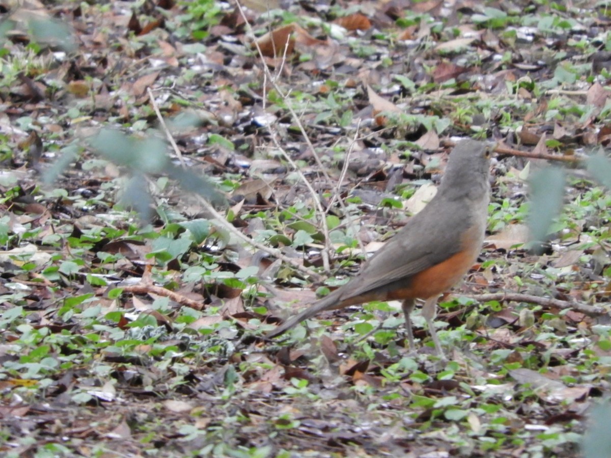 Rufous-bellied Thrush - ML610375117