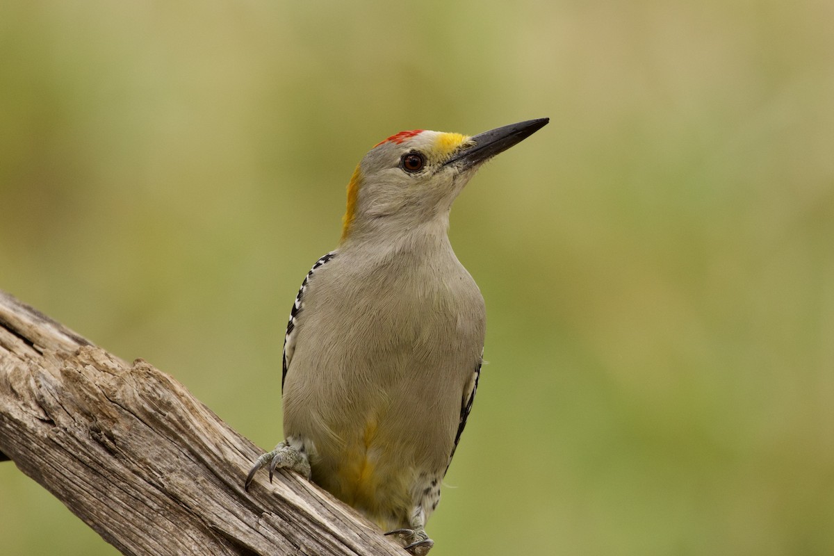 Golden-fronted Woodpecker - ML610375292