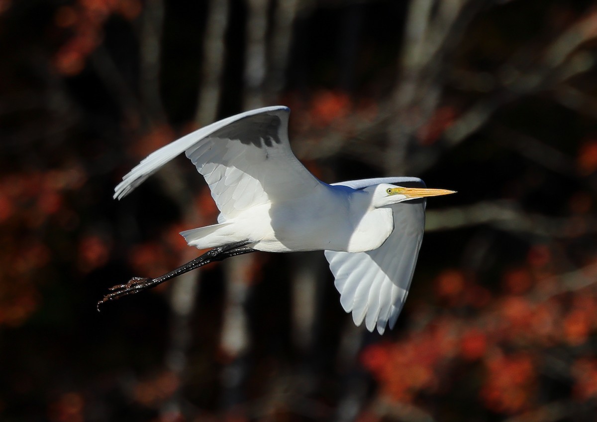 Great Egret - ML610375397