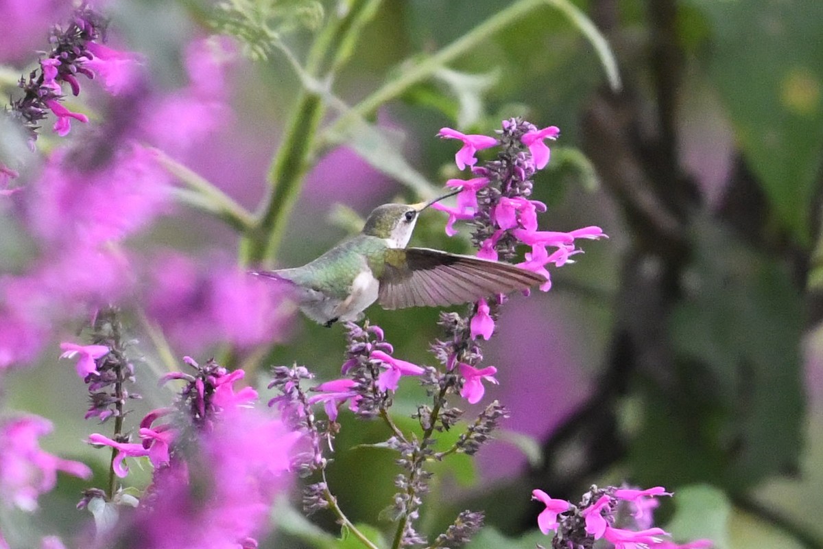 Ruby-throated Hummingbird - ML610375412