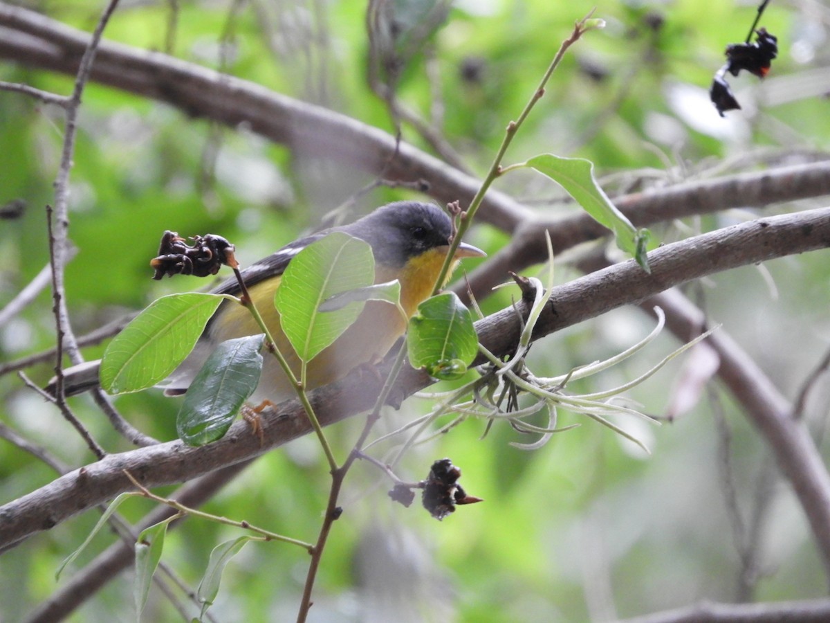 Tropical Parula - ML610375549