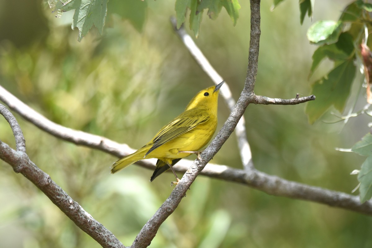 Yellow Warbler (Northern) - ML610375709
