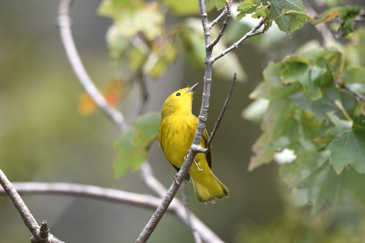 Yellow Warbler (Northern) - ML610375716